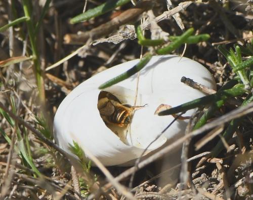 Osmia sp.